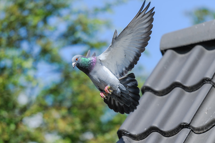 Landing of racing pigeon with wings spread wide